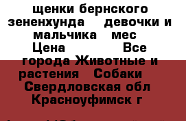 щенки бернского зененхунда. 2 девочки и 2 мальчика(2 мес.) › Цена ­ 22 000 - Все города Животные и растения » Собаки   . Свердловская обл.,Красноуфимск г.